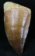 Large Mosasaur (Prognathodon) Tooth #21510-1